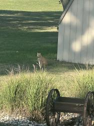 Lost Male Cat last seen Willow St and 2nd Ave, Beresford, SD 57004
