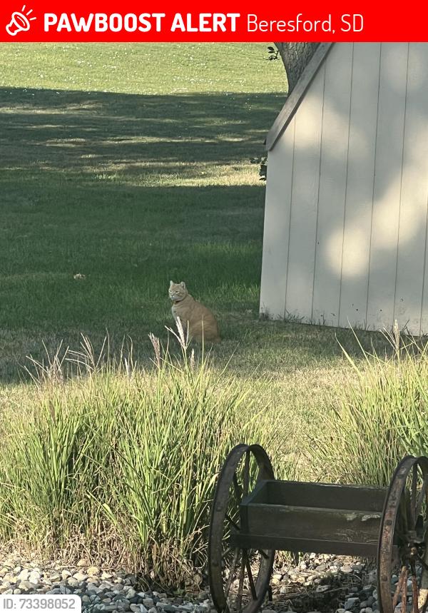 Lost Male Cat last seen Willow St and 2nd Ave, Beresford, SD 57004