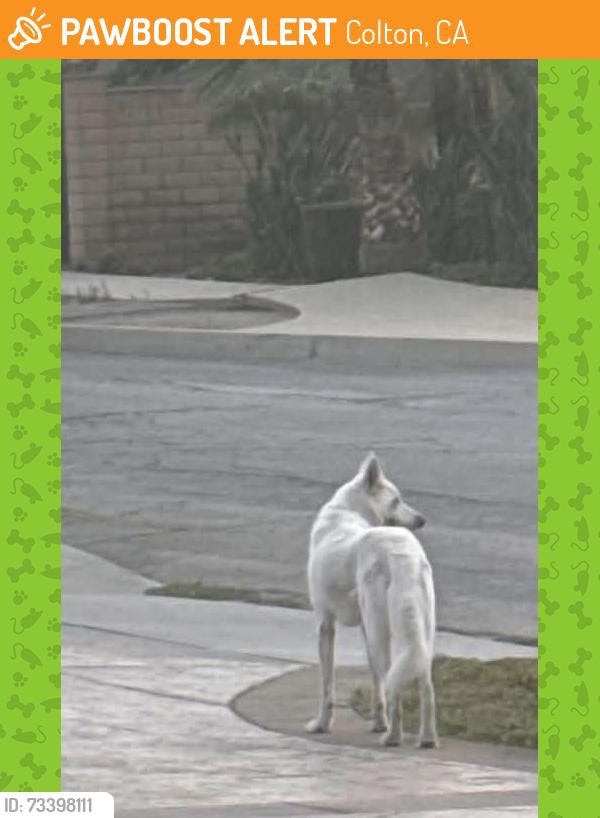 Found/Stray Unknown Dog last seen Litton & Bostick, Colton. AKA La Loma Hill, Colton, CA 92324
