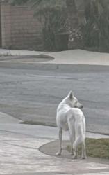 Found/Stray Unknown Dog last seen Litton & Bostick, Colton. AKA La Loma Hill, Colton, CA 92324
