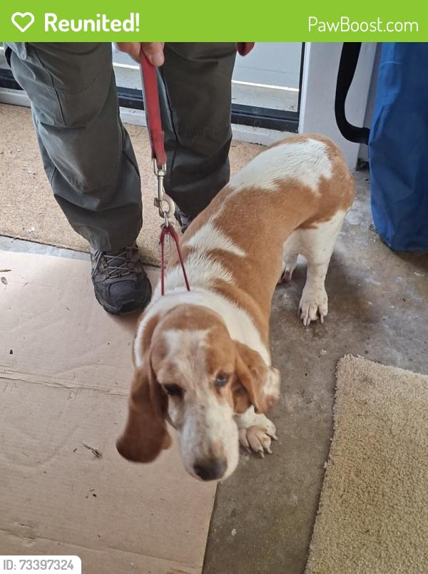 Reunited Female Dog last seen Stoney Ridge Rd, Landenberg Pa, Landenberg, PA 19350