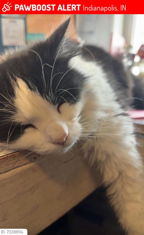 Lost Female Cat last seen On Trotter Road between Ralston & County Line Rd, Indianapolis, IN 46113