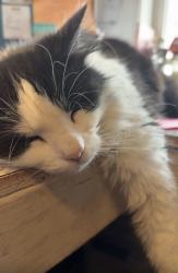 Lost Female Cat last seen On Trotter Road between Ralston & County Line Rd, Indianapolis, IN 46113