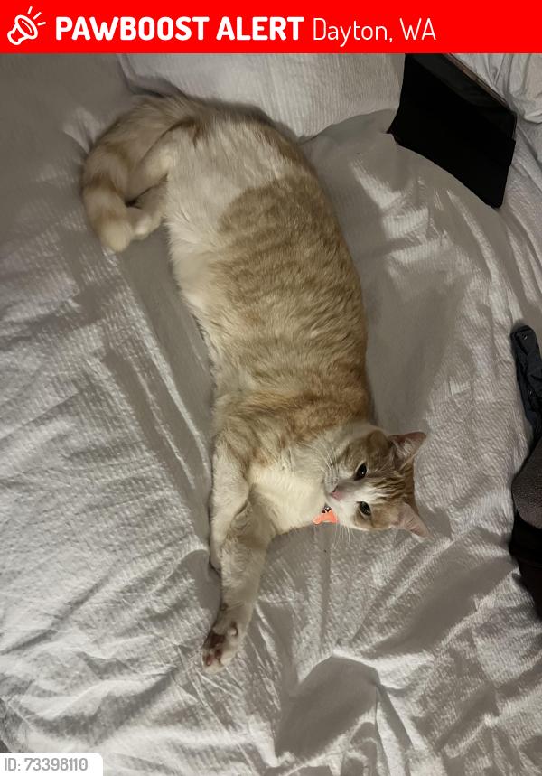 Lost Male Cat last seen Tempest Park, Dayton, WA 6055