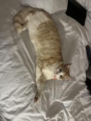 Lost Male Cat last seen Tempest Park, Dayton, WA 6055