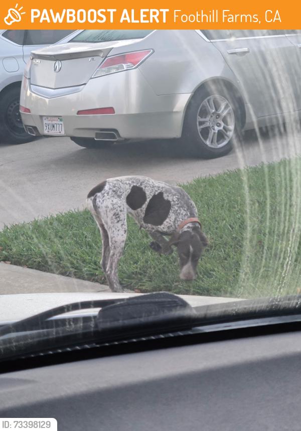 Found/Stray Unknown Dog last seen Waxwing way 95842, Foothill Farms, CA 95842