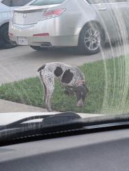 Found/Stray Unknown Dog last seen Waxwing way 95842, Foothill Farms, CA 95842