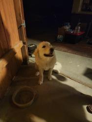 Found/Stray Female Dog last seen Golden, Joshua Tree, CA 92252