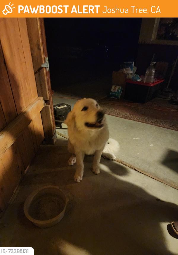 Found/Stray Female Dog last seen Golden, Joshua Tree, CA 92252