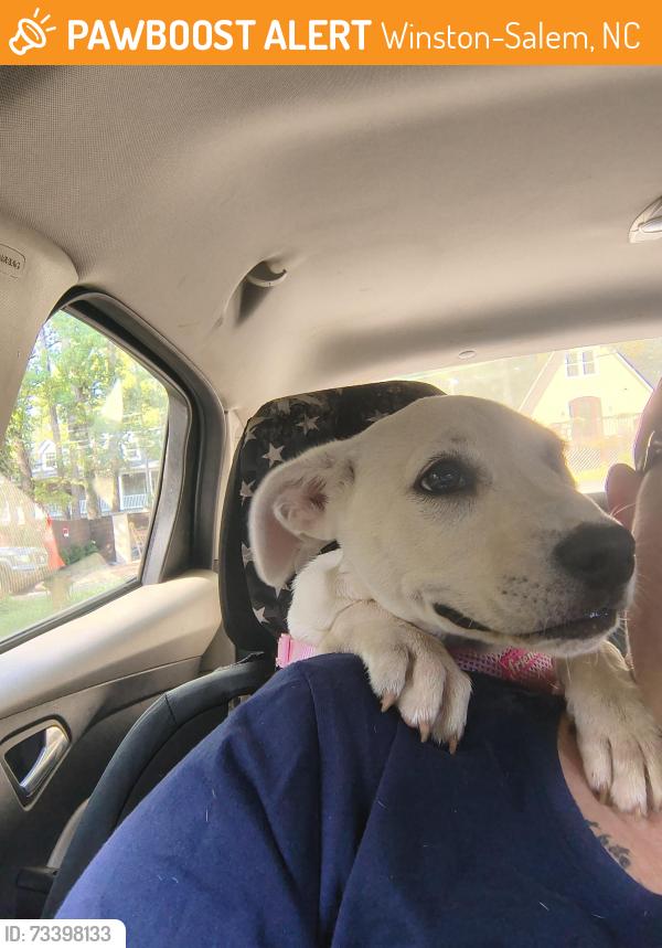 Found/Stray Female Dog last seen Country club BP, Winston-Salem, NC 27104