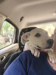Found/Stray Female Dog last seen Country club BP, Winston-Salem, NC 27104