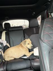 Reunited Male Dog last seen Farmers blvd, Queens, NY 11412