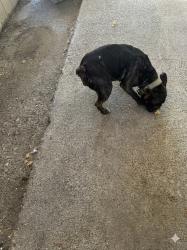 Reunited Female Dog last seen 10th st and D st, Stockton, CA 95206