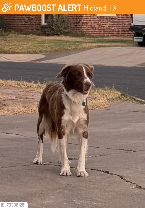 Found/Stray Unknown Dog last seen Stanolind & A street, Midland, TX 79708