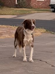 Found/Stray Unknown Dog last seen Stanolind & A street, Midland, TX 79708