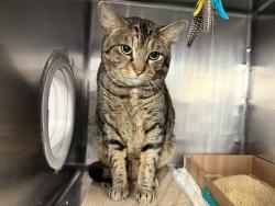 Shelter Stray Male Cat last seen Apt 2B,1997 Lexington Avenue, NEW YORK, NY, 10035, 326 E 110th St, New York, NY 10029, USA