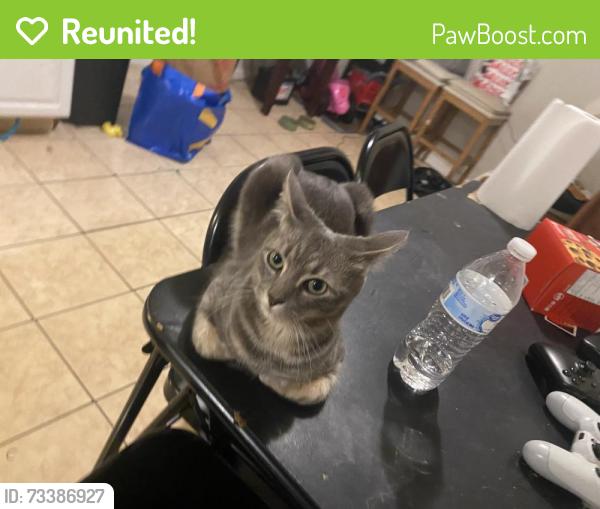 Reunited Male Cat last seen N, Prince George's County, MD 20743