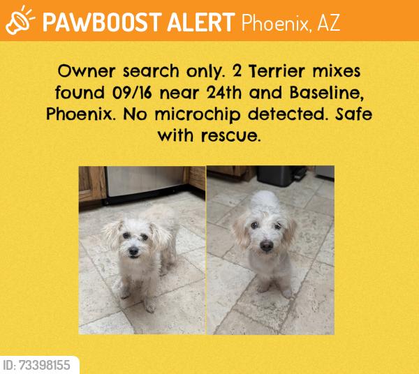 Found/Stray Unknown Dog last seen 24th and Baseline, Phoenix, AZ 85042