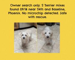 Found/Stray Unknown Dog last seen 24th and Baseline, Phoenix, AZ 85042