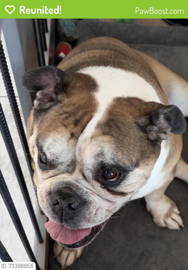 Reunited Female Dog last seen Sunsetcove, Laveen, AZ 85339
