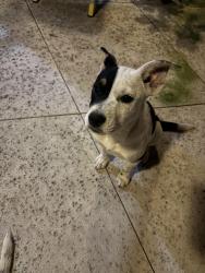 Lost Female Dog last seen 186th street, Artesia, CA 90701