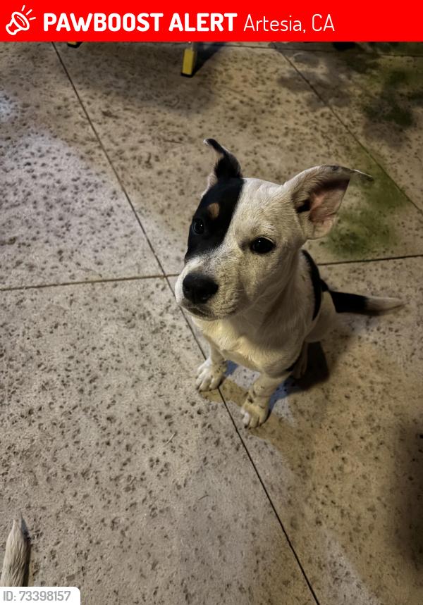 Lost Female Dog last seen 186th street, Artesia, CA 90701