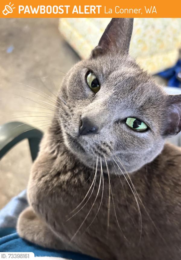 Found/Stray Female Cat last seen Caledonia and 3rd Street, La Conner, WA 98257