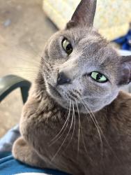 Found/Stray Female Cat last seen Caledonia and 3rd Street, La Conner, WA 98257