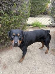 Reunited Male Dog last seen Sunset and Melrose, Vista, CA 92056