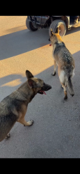 Found/Stray Female Dog last seen Camelback Ranch Facility, Phoenix, AZ 85037