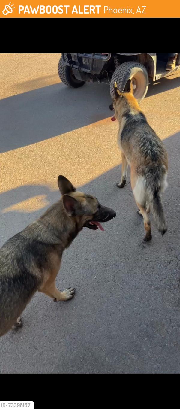 Found/Stray Female Dog last seen Camelback Ranch Facility, Phoenix, AZ 85037