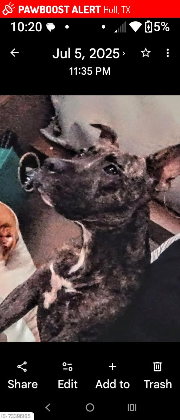 Lost Female Dog last seen Near and 770, Hull, TX 77533