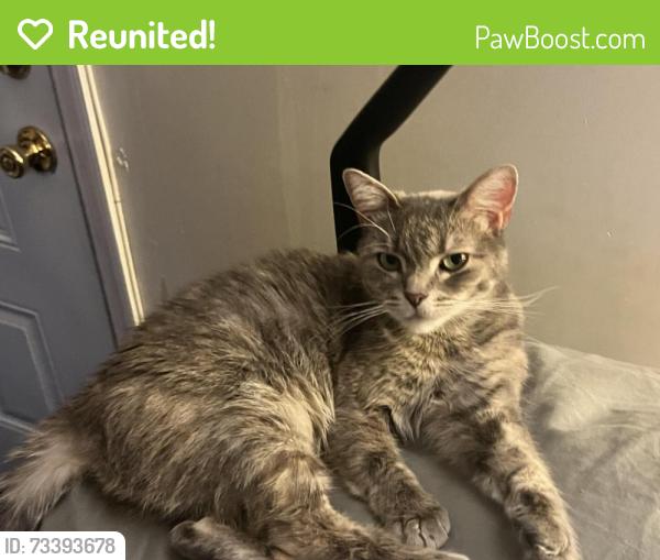 Reunited Female Cat last seen Dunkirk and Mexico, Queens, NY 11412