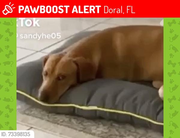 Lost Male Dog last seen Doral, Doral, FL 33166