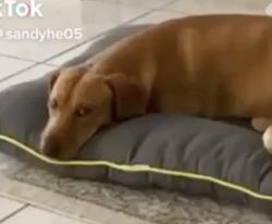 Lost Male Dog last seen Doral, Doral, FL 33166