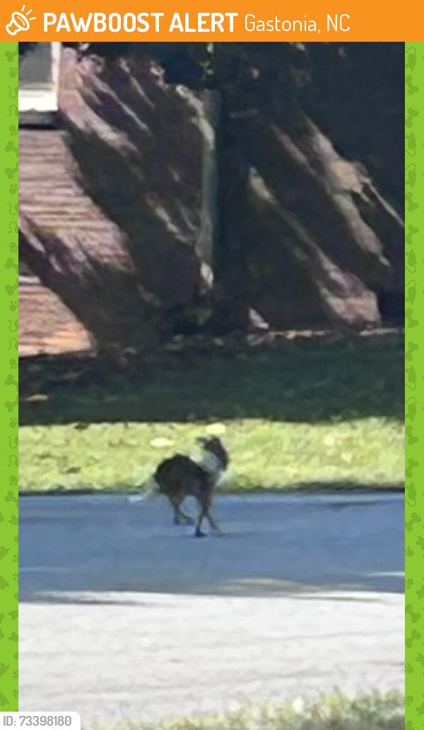 Found/Stray Unknown Dog last seen Fairfield dr and Belvedere, Gastonia, NC 28054