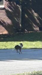 Found/Stray Unknown Dog last seen Fairfield dr and Belvedere, Gastonia, NC 28054