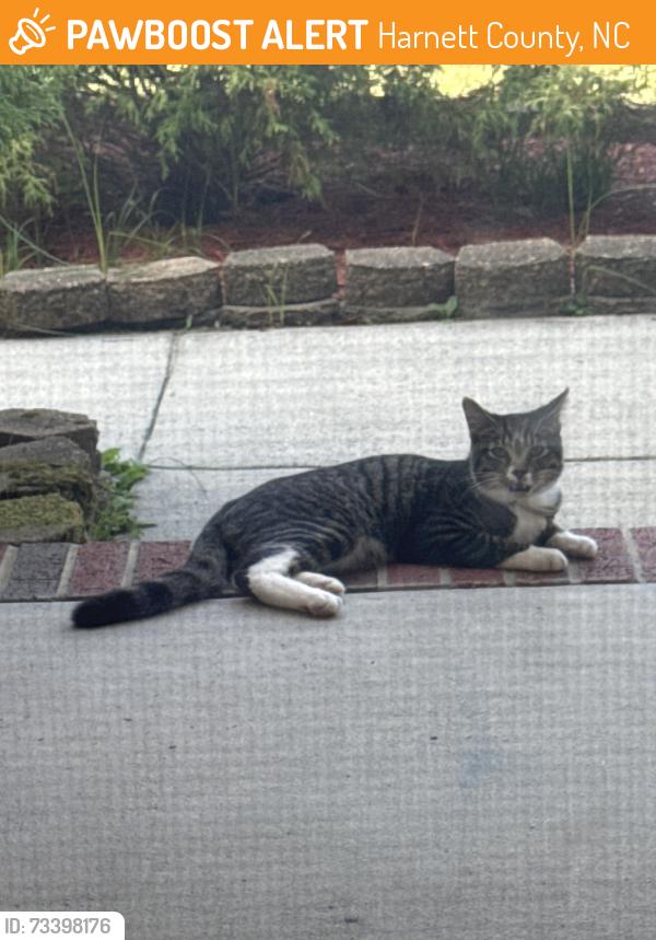 Found/Stray Unknown Cat last seen Woodwind Dr and Riverwind Dr, Harnett County, NC 28390