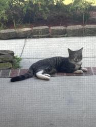 Found/Stray Unknown Cat last seen Woodwind Dr and Riverwind Dr, Harnett County, NC 28390