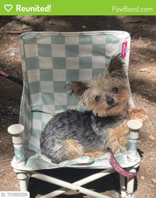 Reunited Female Dog last seen Walton St and 144th St, Beaverton, OR 97006