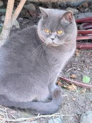 Lost Male Cat last seen Near SE 72nd St, Ньюкасл, WA 98056, Newcastle, WA 98056