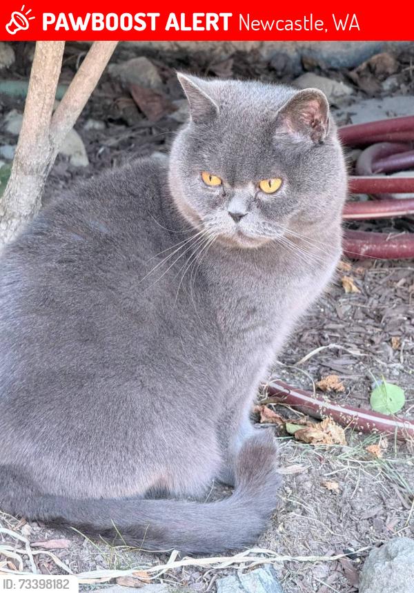 Lost Male Cat last seen Near SE 72nd St, Ньюкасл, WA 98056, Newcastle, WA 98056