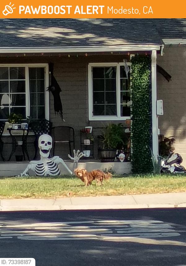 Found/Stray Unknown Dog last seen Miller and Camellia way, Modesto, CA 95354