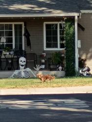 Found/Stray Unknown Dog last seen Miller and Camellia way, Modesto, CA 95354