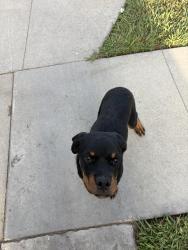 Found/Stray Female Dog last seen Wymore/Pannes, E RNCHO DMNGZ, CA 90221