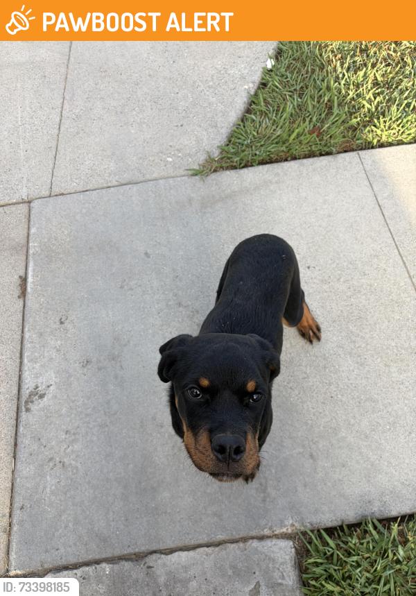 Found/Stray Female Dog last seen Wymore/Pannes, E RNCHO DMNGZ, CA 90221