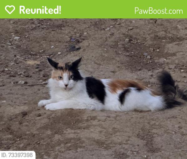 Reunited Female Cat last seen Rio Grande dr, Antioch, CA 94509