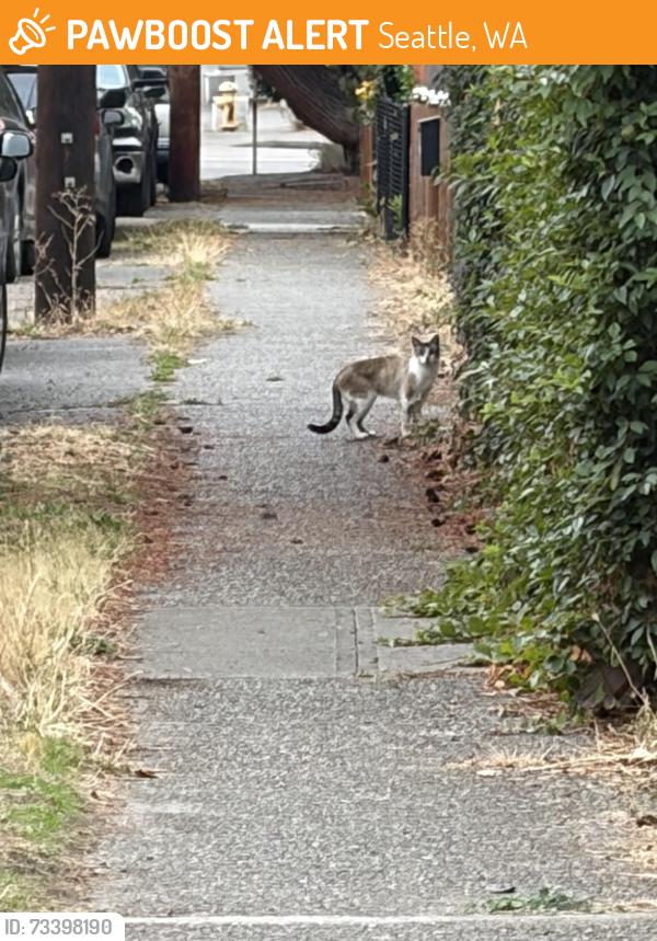 Found/Stray Unknown Cat last seen Nearby Address: 622 NW 47th St, Seattle, WA 98107, Seattle, WA 98107