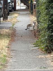 Found/Stray Unknown Cat last seen Nearby Address: 622 NW 47th St, Seattle, WA 98107, Seattle, WA 98107