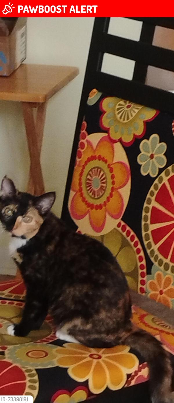 Lost Female Cat last seen Possum Trot/NMB community center, North Myrtle Beach, SC 29582